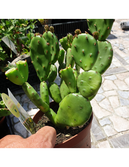 Oponce de l'est - Opuntia humifusa - Opuntia Compressa