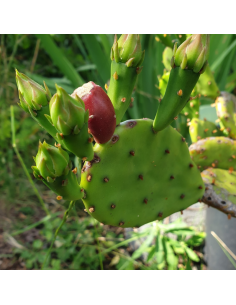Oponce de l'est - Opuntia humifusa - Opuntia Compressa 2