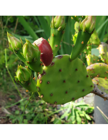Oponce de l'est - Opuntia humifusa - Opuntia...