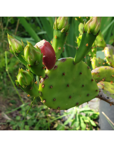 Oponce de l'est - Opuntia humifusa - Opuntia Compressa