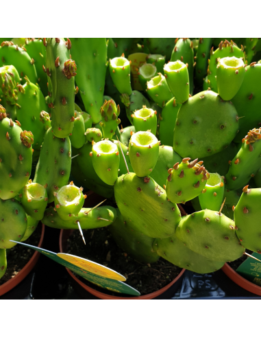 Oponce de l'est - Opuntia humifusa - Opuntia...
