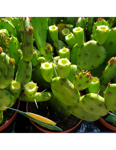 Oponce de l'est - Opuntia humifusa - Opuntia Compressa