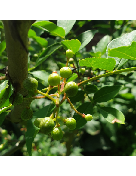 Poivrier du Sichuan - Zanthoxylum piperitum