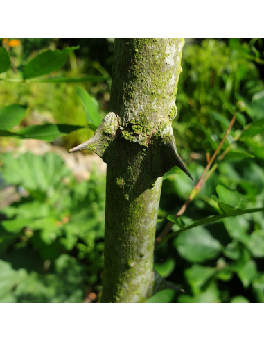 Poivrier du Sichuan - Zanthoxylum piperitum