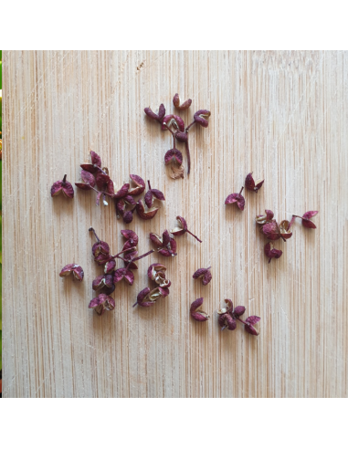 Poivrier du Sichuan - Zanthoxylum piperitum