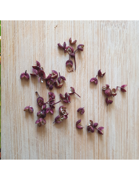 Poivrier du Sichuan - Zanthoxylum piperitum