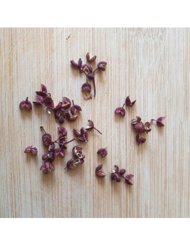 Semences Poivrier du Sichuan - Zanthoxylum...