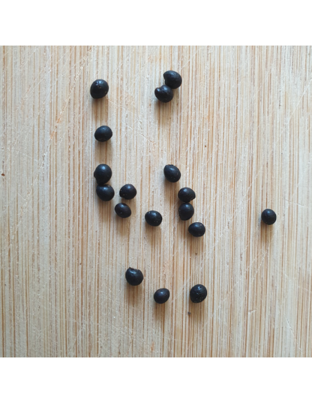 Semences Poivrier du Sichuan - Zanthoxylum piperitum