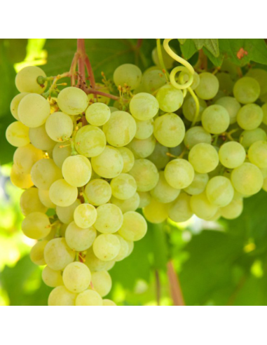 Vigne Lakemont