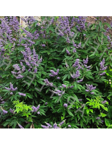 Poivre des moines - Vitex agnus castus