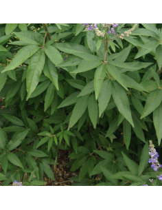 Poivre des moines - Vitex agnus castus 2