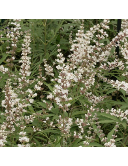 Poivre des moines blanc - Vitex agnus castus albus