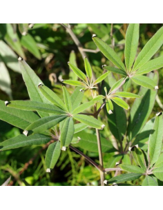 Poivre des moines blanc - Vitex agnus castus albus 2