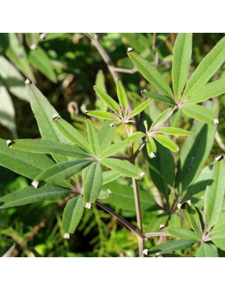 Poivre des moines blanc - Vitex agnus castus albus