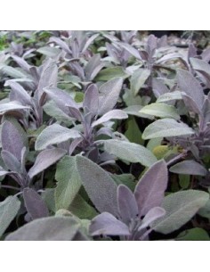 Sauge officinale pourpre
