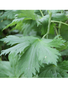 Pied d'alouette Guinevere - Delphinium lot de 4 2