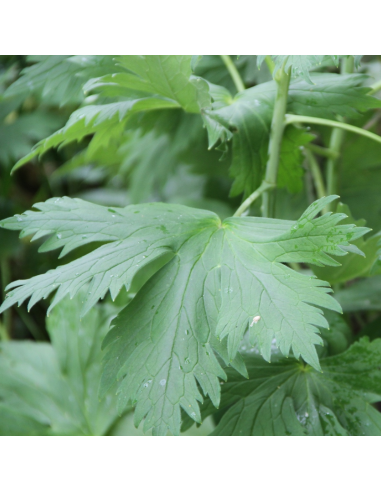 Pied d'alouette Guinevere - Delphinium lot de 4