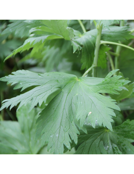 Pied d'alouette Guinevere - Delphinium lot de 4