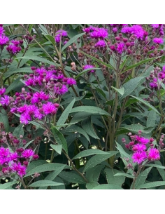 Vernonia crinita "Mammuth"