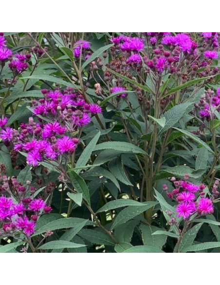 Vernonia crinita "Mammuth"