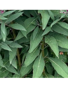 Vernonia crinita "Mammuth" 2