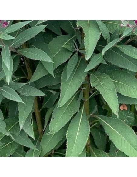 Vernonia crinita "Mammuth"
