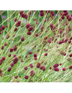 Pimprenelle officinale Tanna