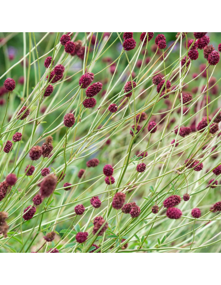 Pimprenelle officinale Tanna