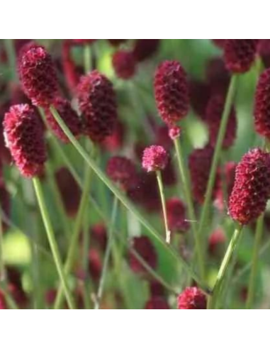 Pimprenelle officinale Tanna