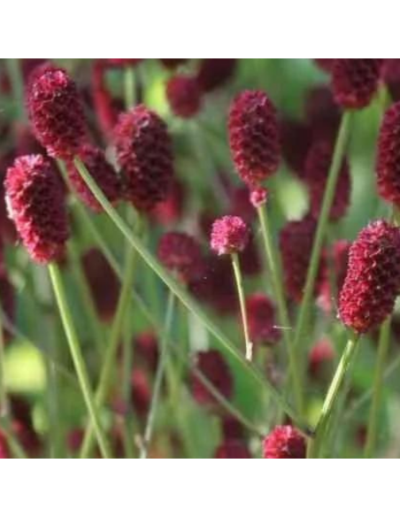 Pimprenelle officinale Tanna