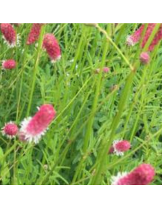 Pimprenelle officinale Pink Tanna 2