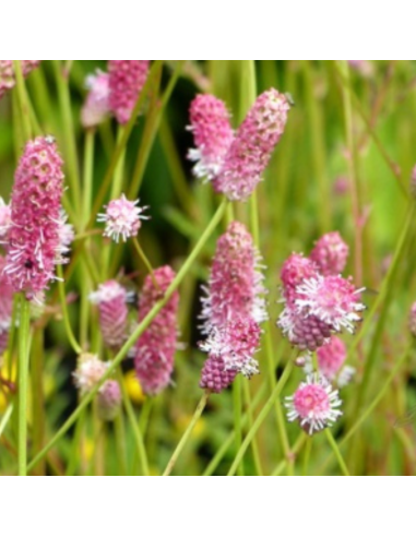 Pimprenelle officinale Pink Tanna