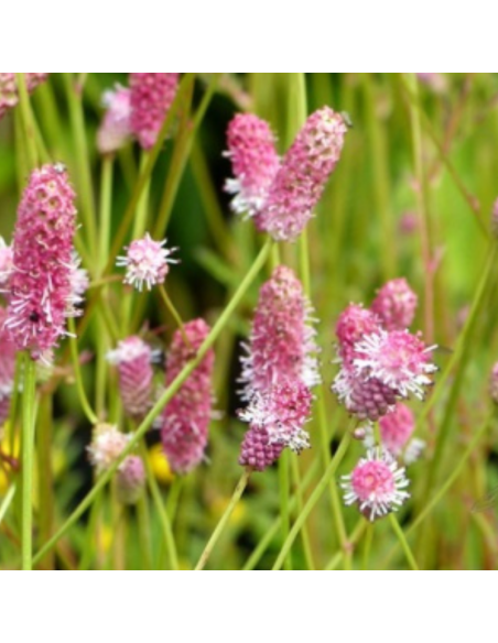 Pimprenelle officinale Pink Tanna