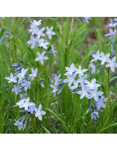 Amsonie frangée - Amsonia Ciliata