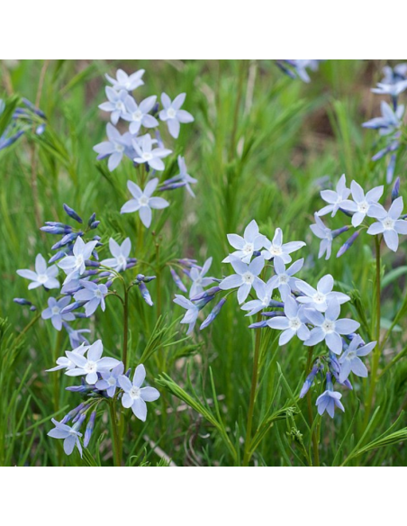 Amsonie frangée - Amsonia Ciliata