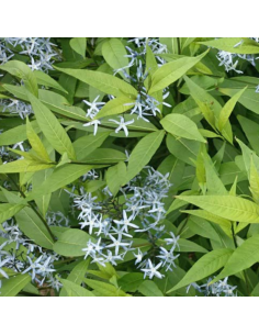 Amsonie frangée - Amsonia Ciliata 2