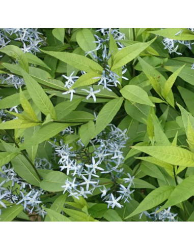 Amsonie frangée - Amsonia Ciliata