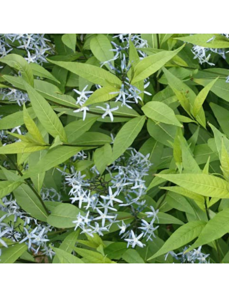 Amsonie frangée - Amsonia Ciliata