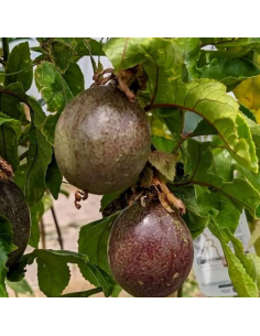 Fruits de la passion - Passiflora Edulis 2