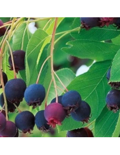 Amelanchier du Canada Prince William