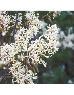 Amelanchier du Canada Prince William 2