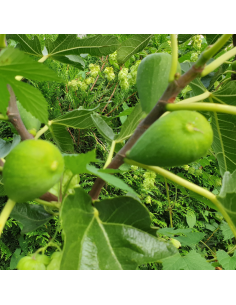 Figuier Goutte d'or 2