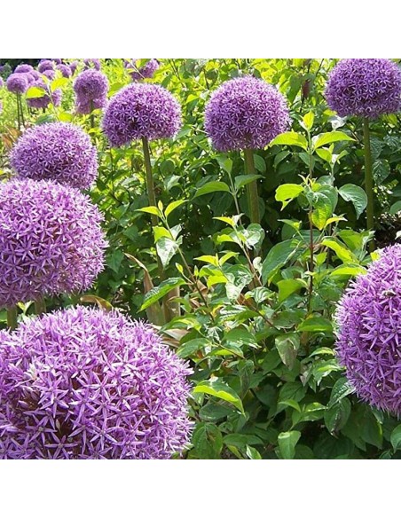 Ail d'ornement géant