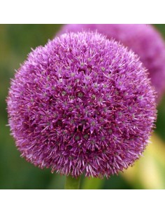 Bulbe d'Ail géant calibre 22 - Allium giganteum 2