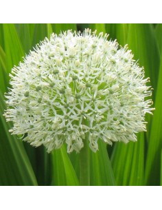 Bulbe d'ail d'ornement Mount Everest Calibre 20 2