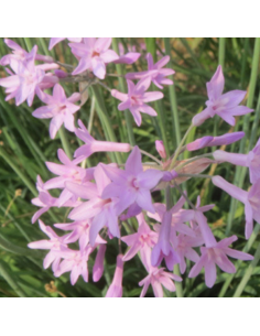 Tulbaghie - Tulbaghia violacea