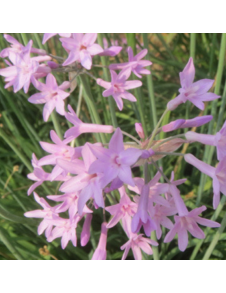 Tulbaghie - Tulbaghia violacea