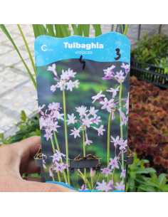 Tulbaghie - Tulbaghia violacea 2