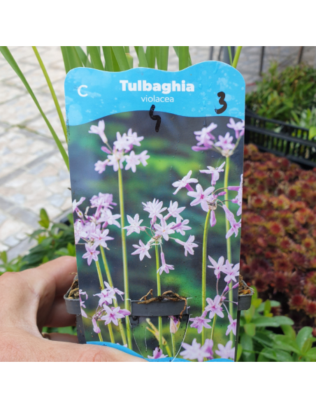 Tulbaghie - Tulbaghia violacea