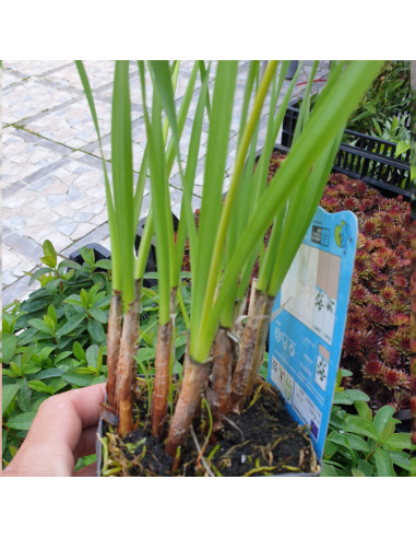 Tulbaghie - Tulbaghia violacea